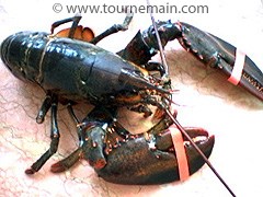 Homard à la vanille - étape 0